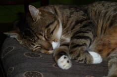 Mittens.