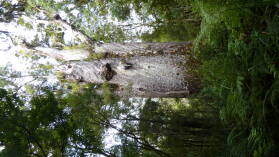 Te Matua Ngahere, der zweitgrößte Kauri.