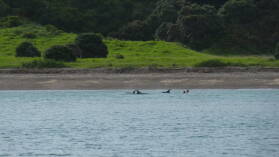 Segeltripp mit Yellow Dog in der Bay of Islands.