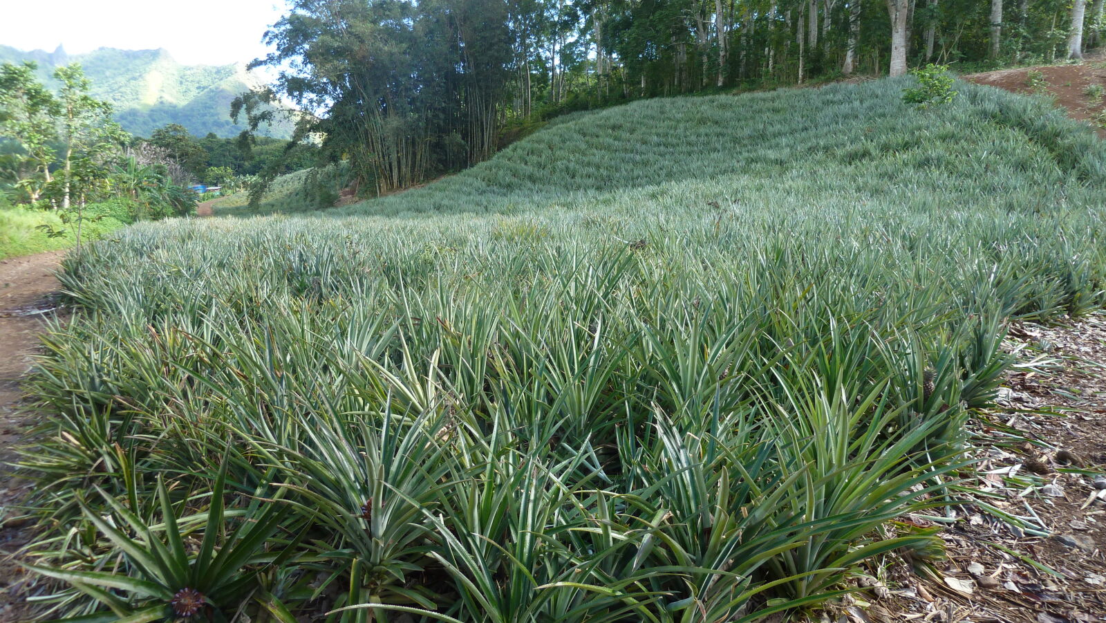 Ananas.