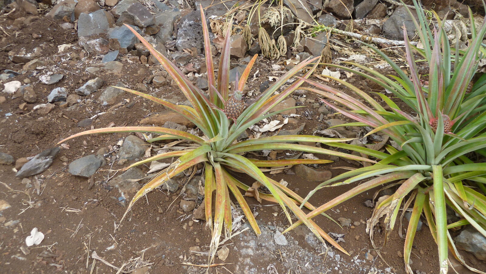 Ananas.