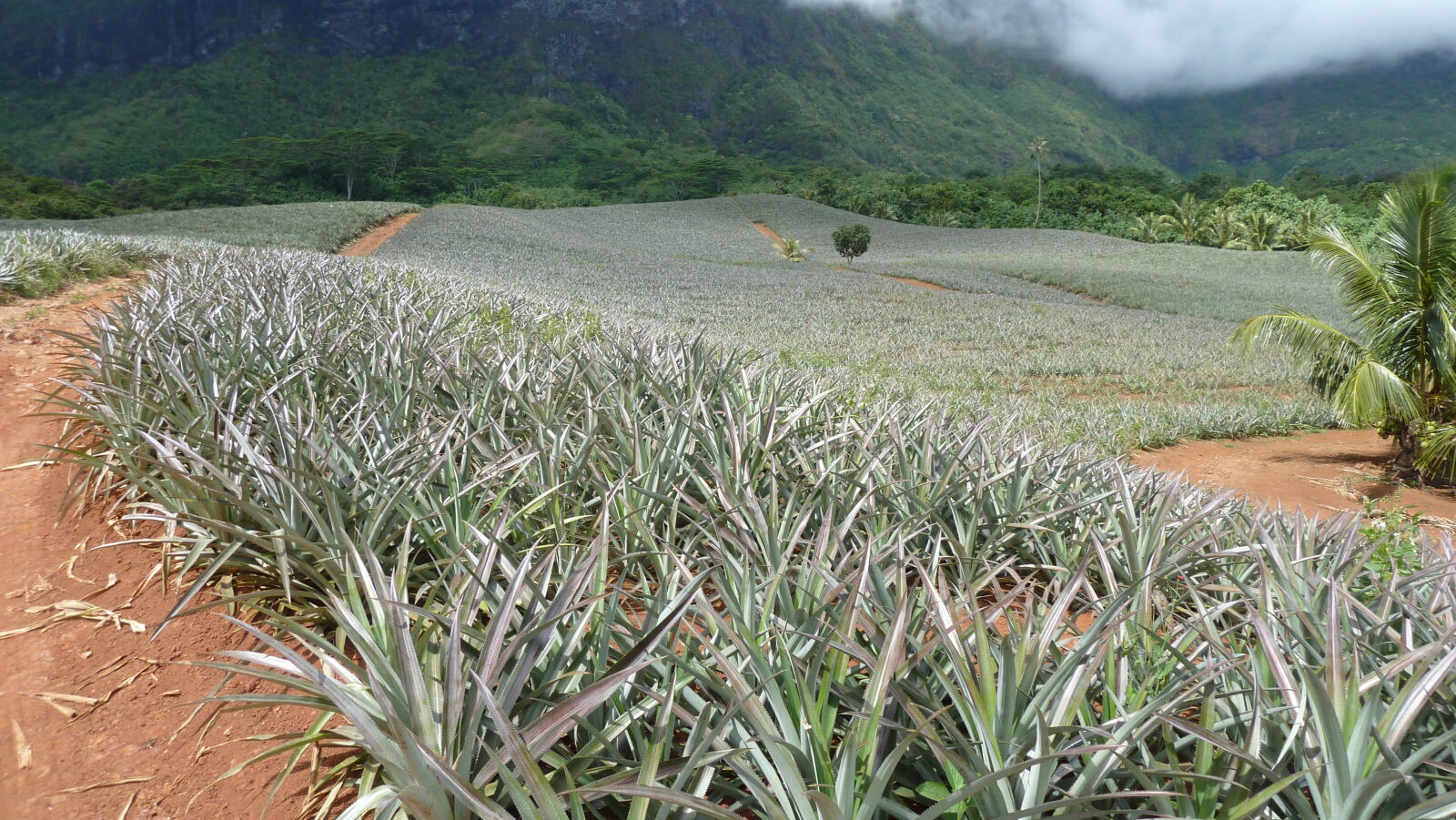 Ananas.