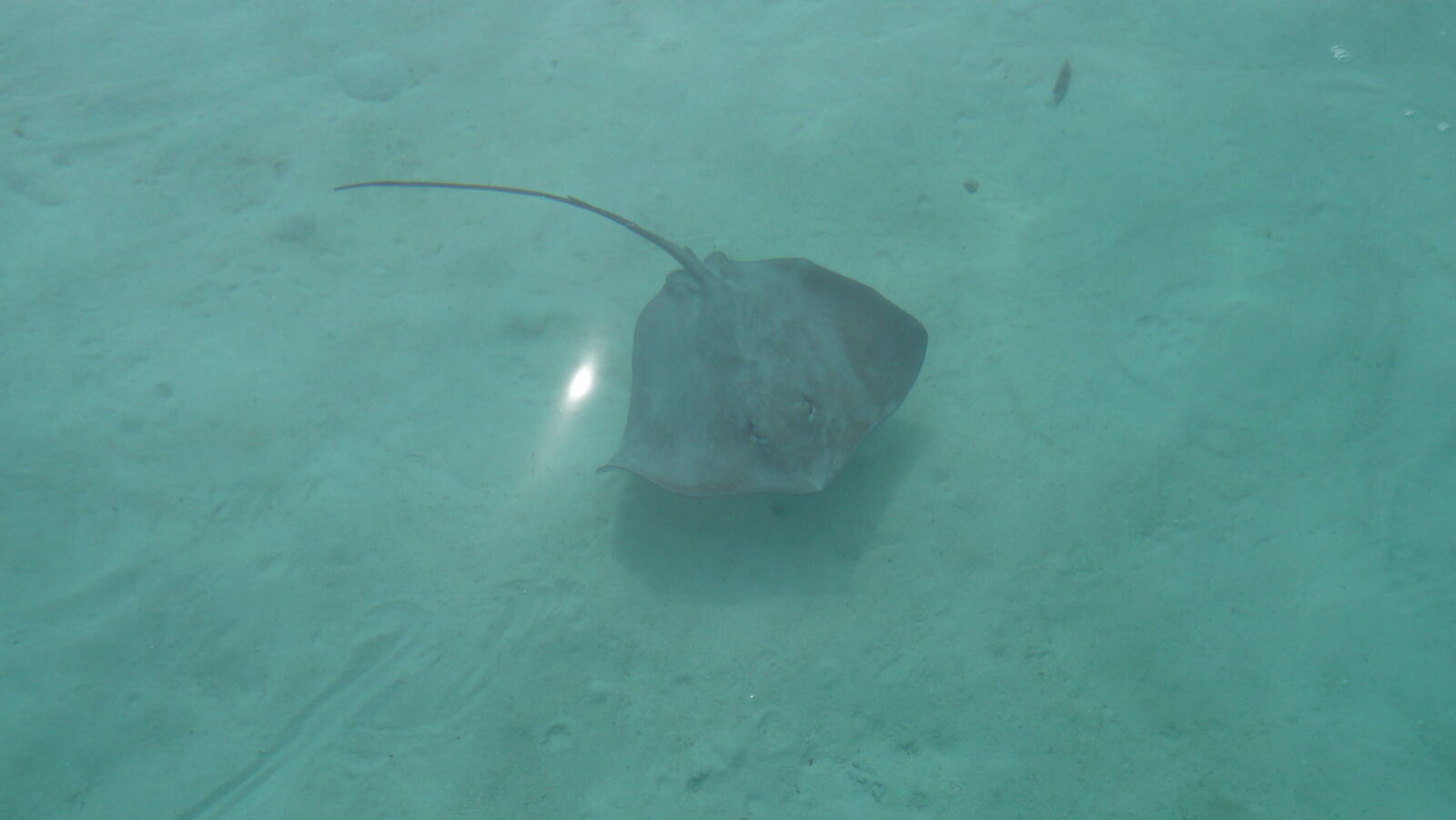 "Stingray World"