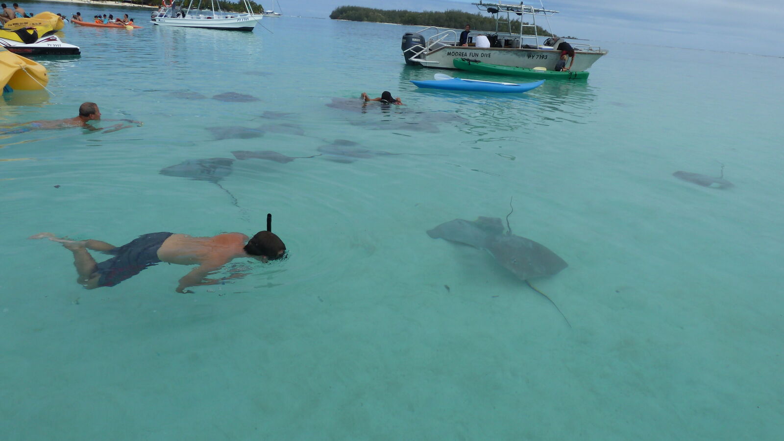 "Stingray World"