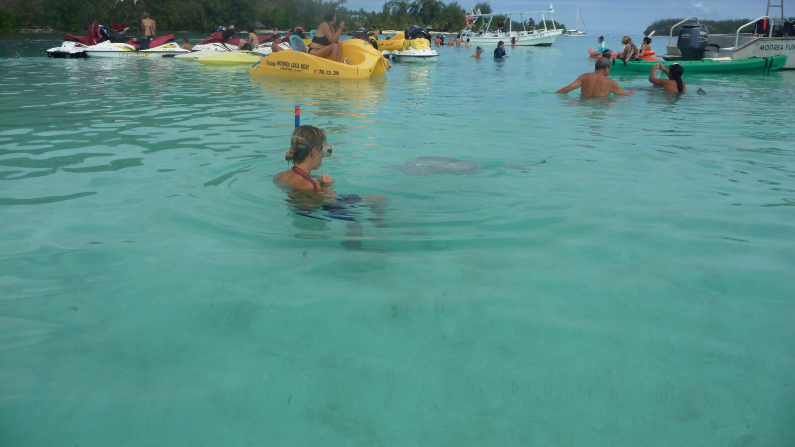 "Stingray World"