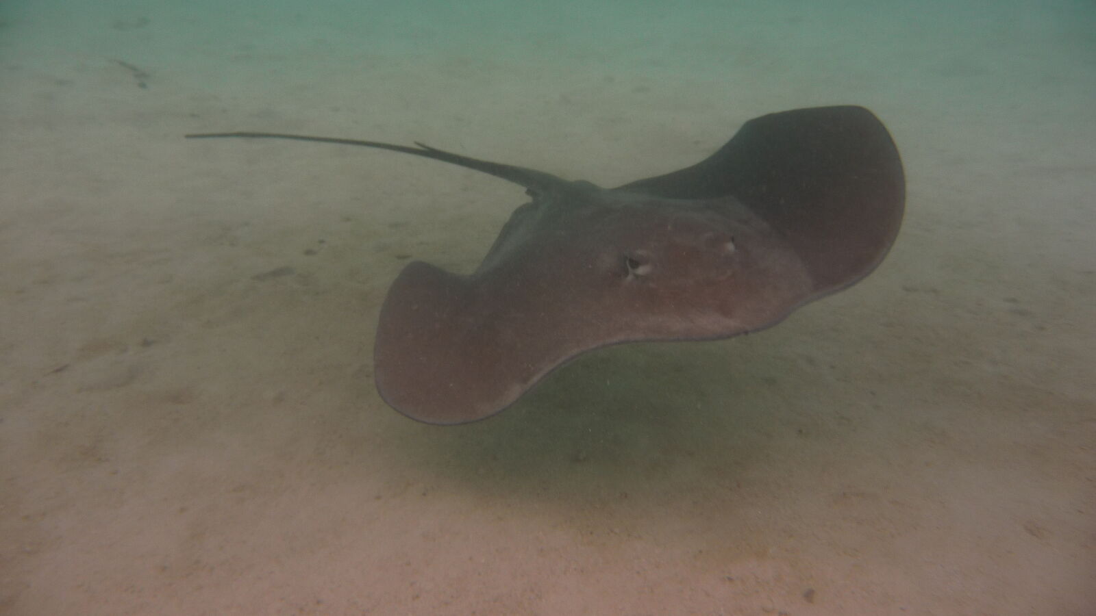 "Stingray World"