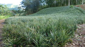 Ananas.