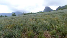 Ananas.