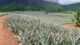 Ananas.