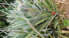 Ananas.