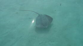 "Stingray World"