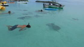 "Stingray World"