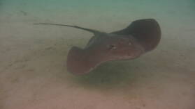"Stingray World"