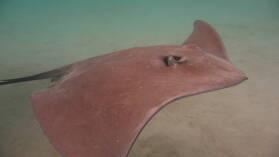 "Stingray World"