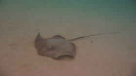 "Stingray World"