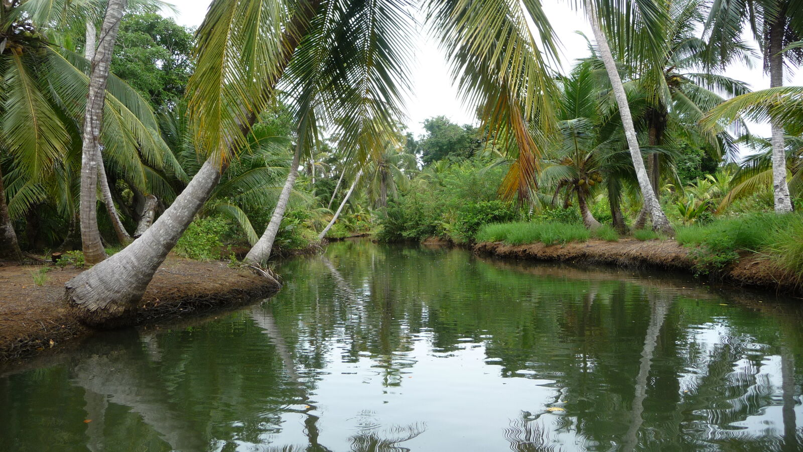 Ibedi Tiwar, Mulatupu.