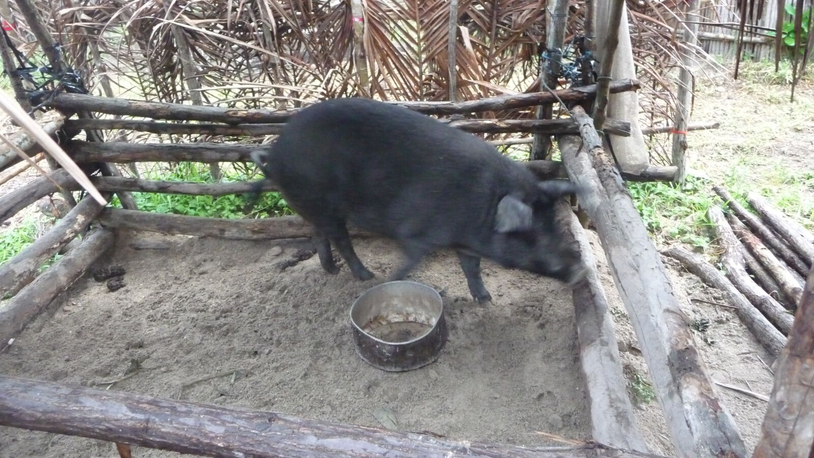 Mr. Green's Schwein, Mulatupu.