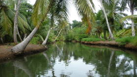 Ibedi Tiwar, Mulatupu.
