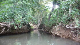 Ibedi Tiwar, Mulatupu.