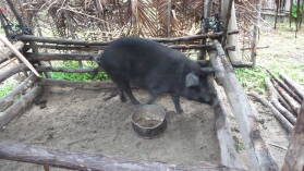 Mr. Green's Schwein, Mulatupu.