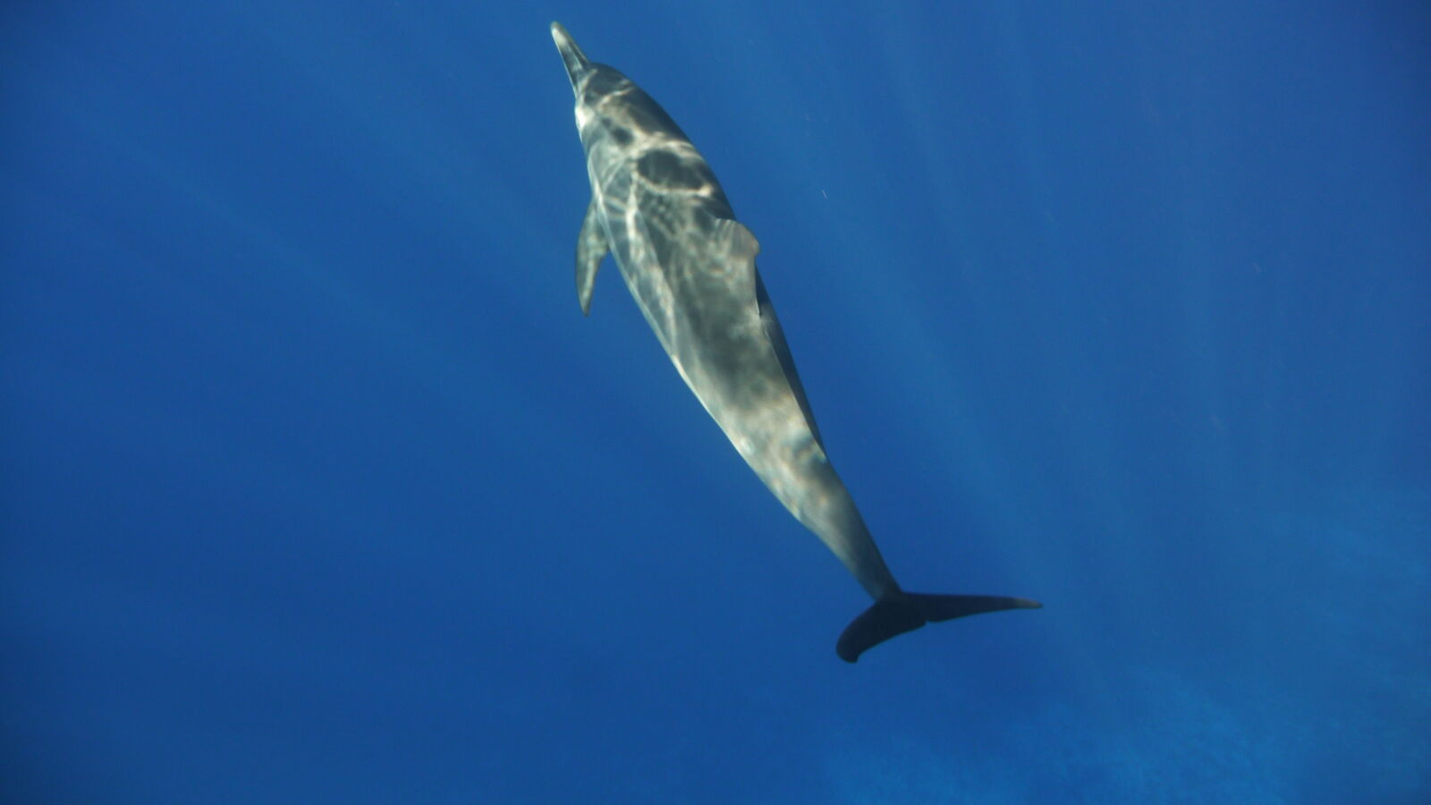 Delfinschnorcheln in der Oberflächenpause.