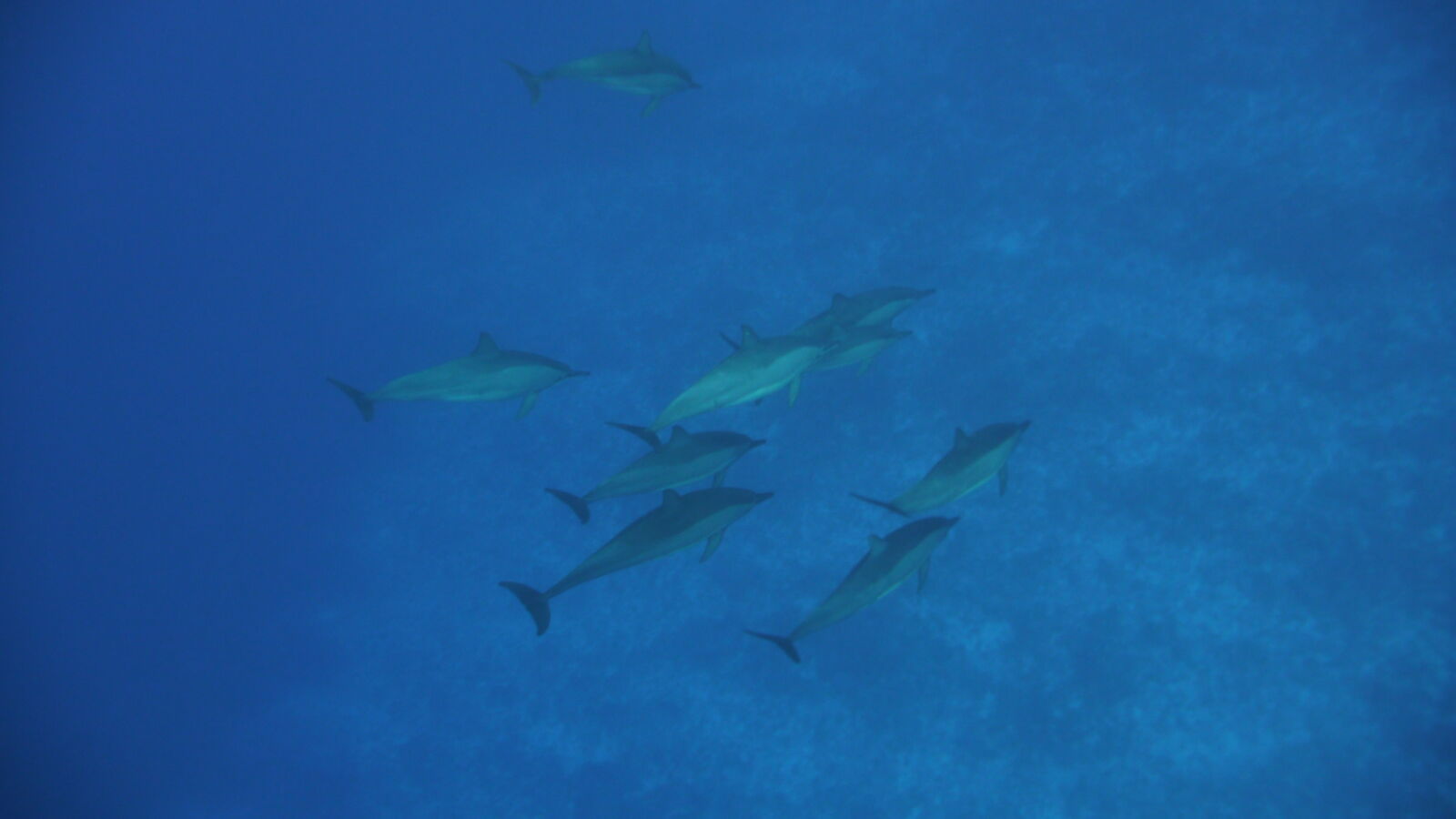 Delfinschnorcheln in der Oberflächenpause.