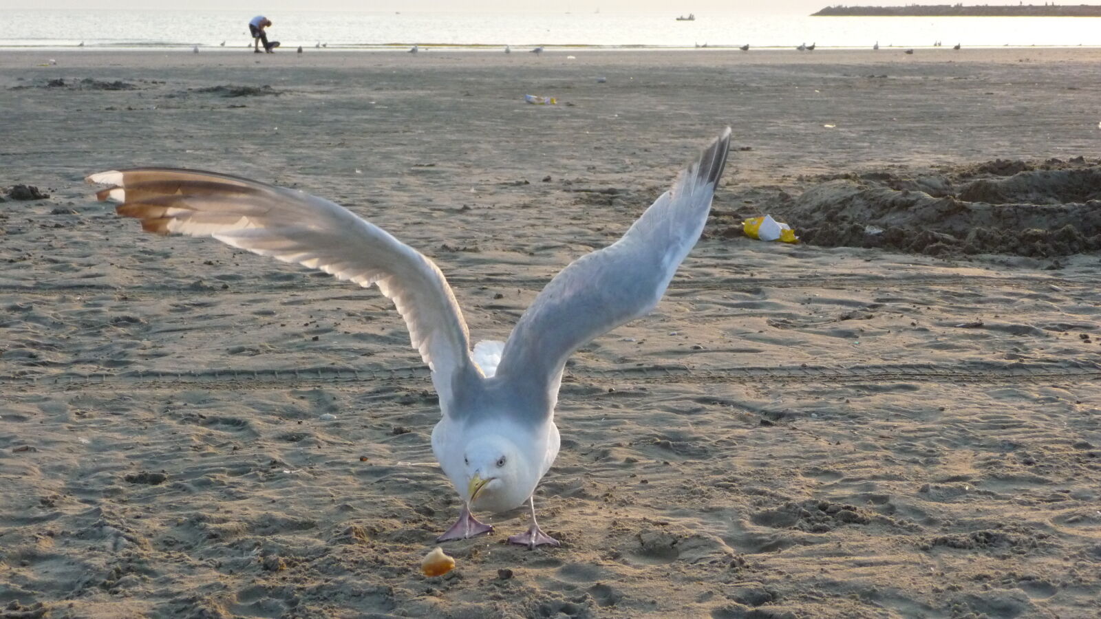 Möwe am Strand von IJmuiden am Schönwettertag Hollands des Jahres 2009