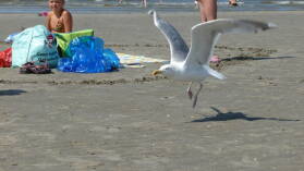Möwe am Strand von IJmuiden am Schönwettertag Hollands des Jahres 2009