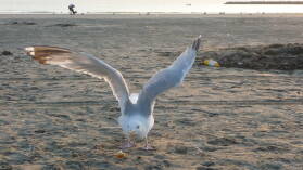 Möwe am Strand von IJmuiden am Schönwettertag Hollands des Jahres 2009