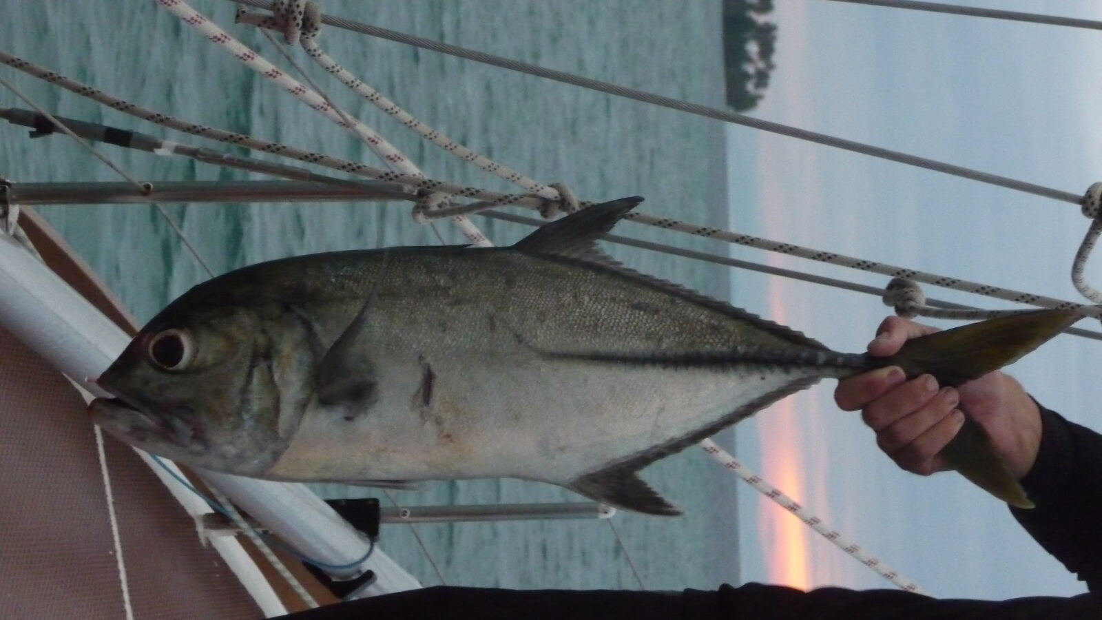 Big Eye Jack.