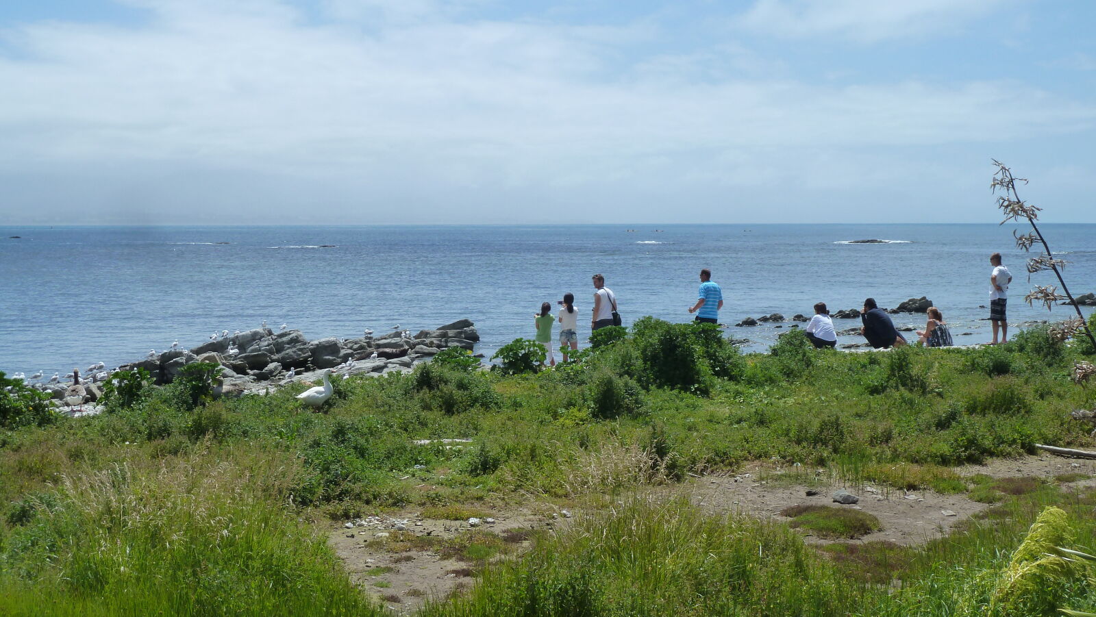 Robben, Moewen, Gaense, Touristen, Kaikoura.