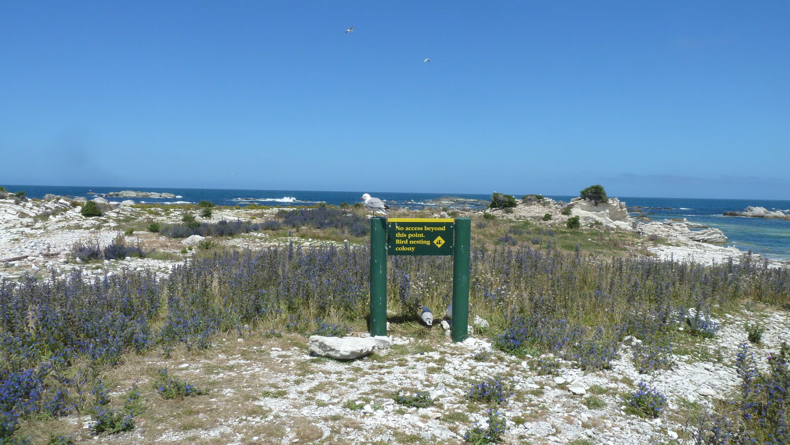 Kaikoura.