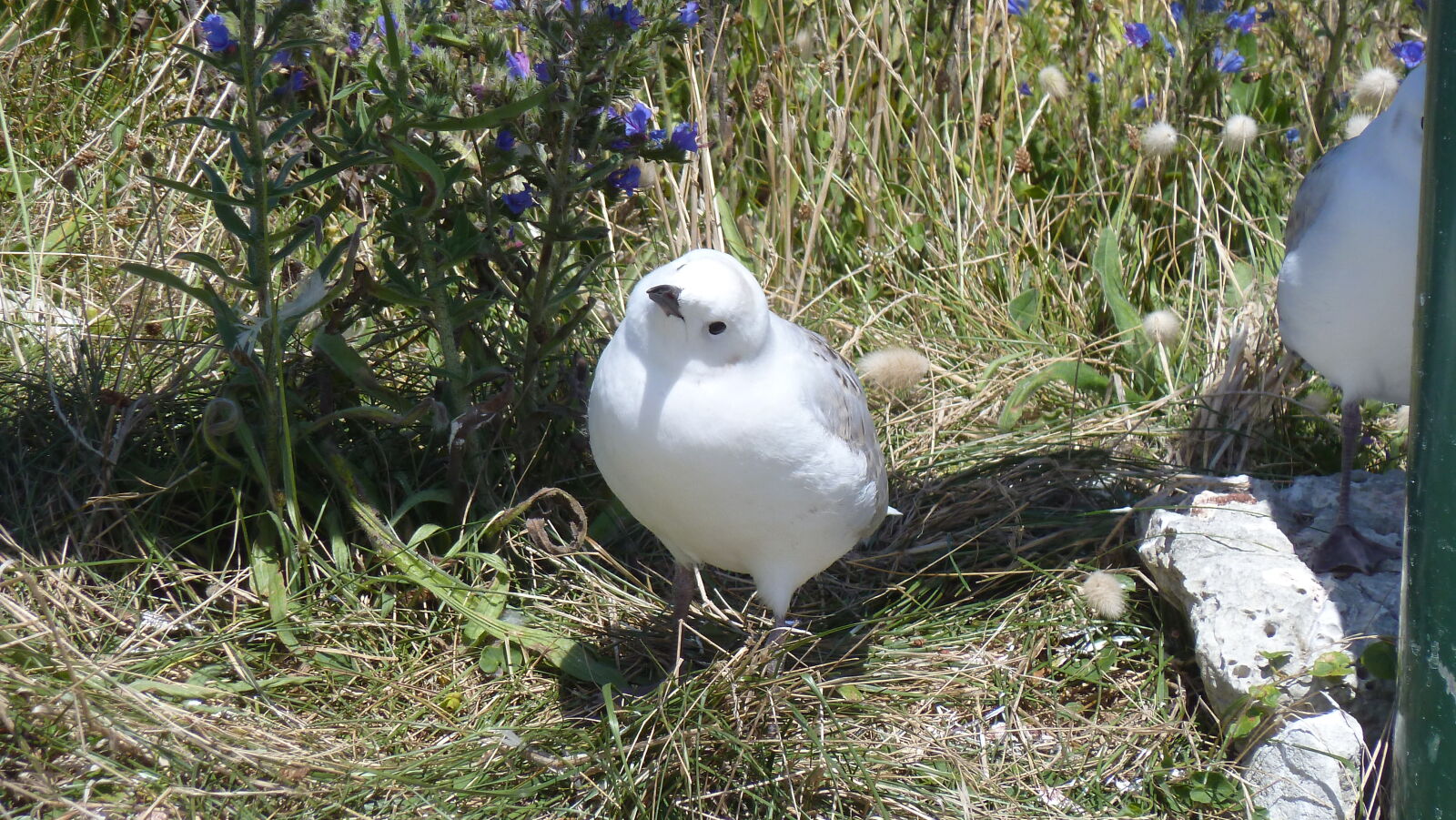 Kaikoura.