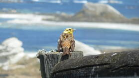 Kaikoura.