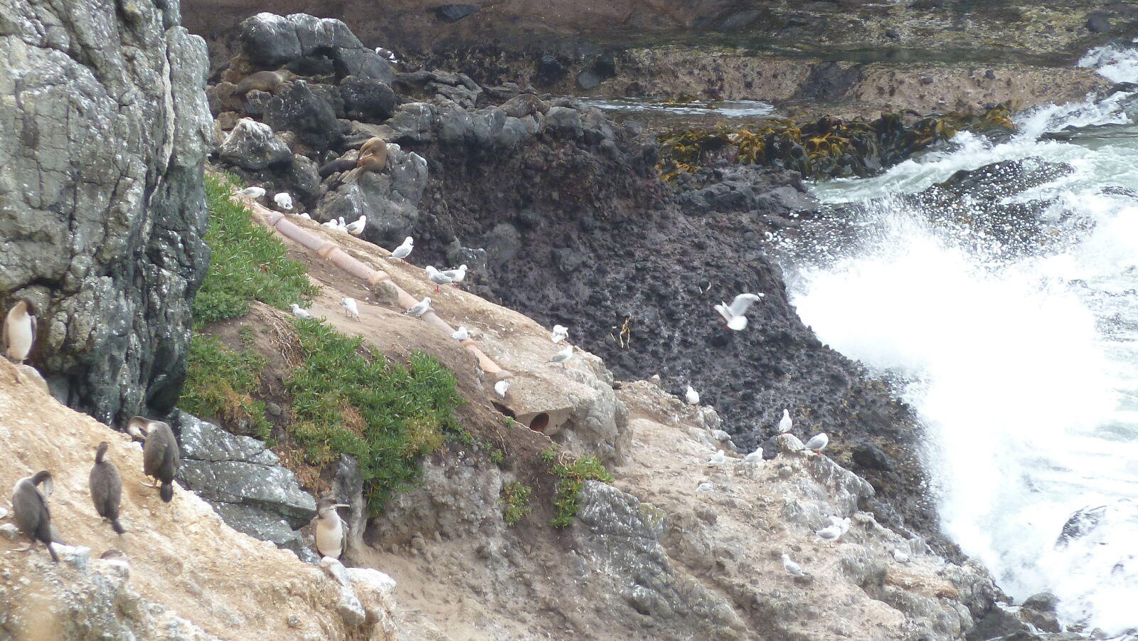 Royal Albatross Center, Otago Peninsula.