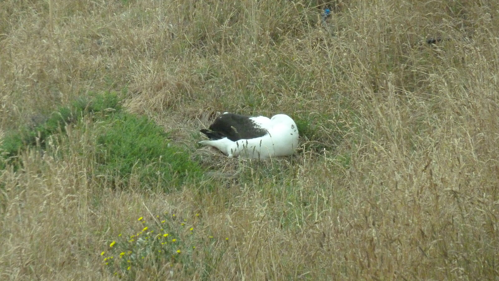 Royal Northern Albatross, Royal Albatross Center, Otago Peninsula.