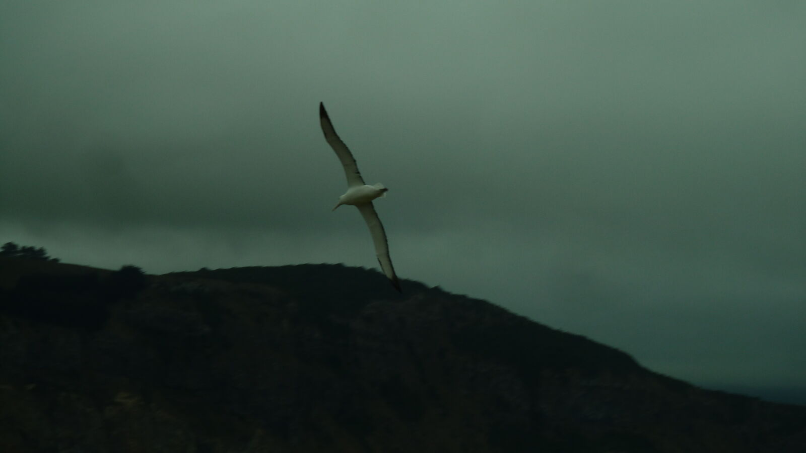 Royal Northern Albatross, Royal Albatross Center, Otago Peninsula.