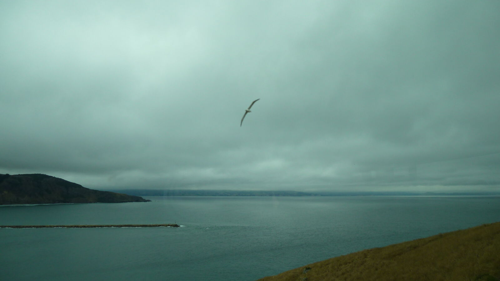 Royal Northern Albatross, Royal Albatross Center, Otago Peninsula.