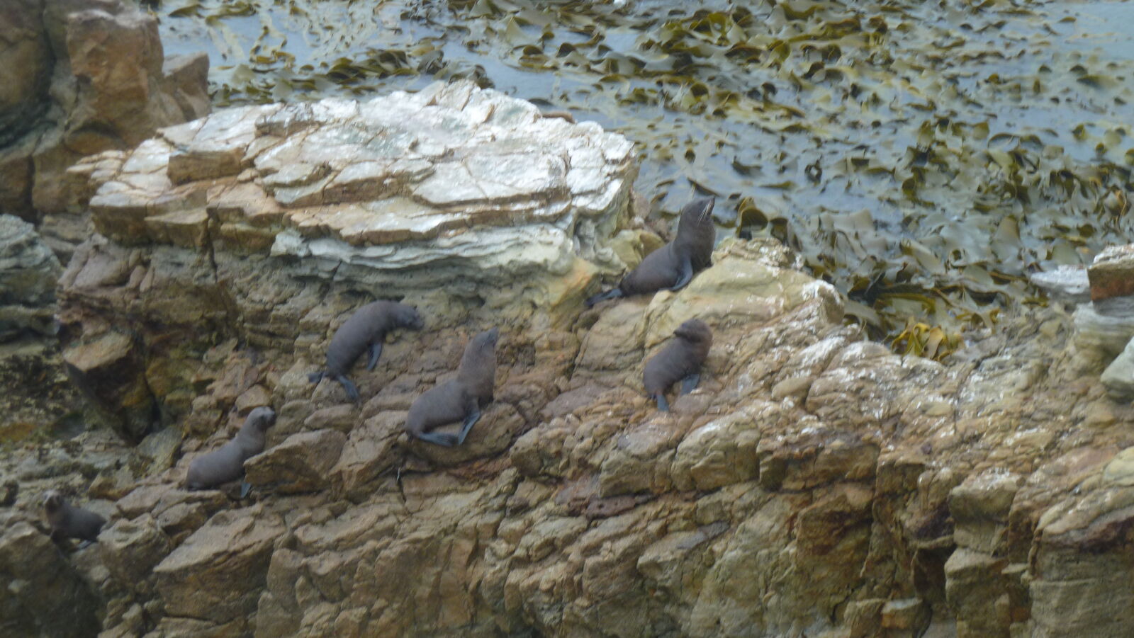 Shag Point.