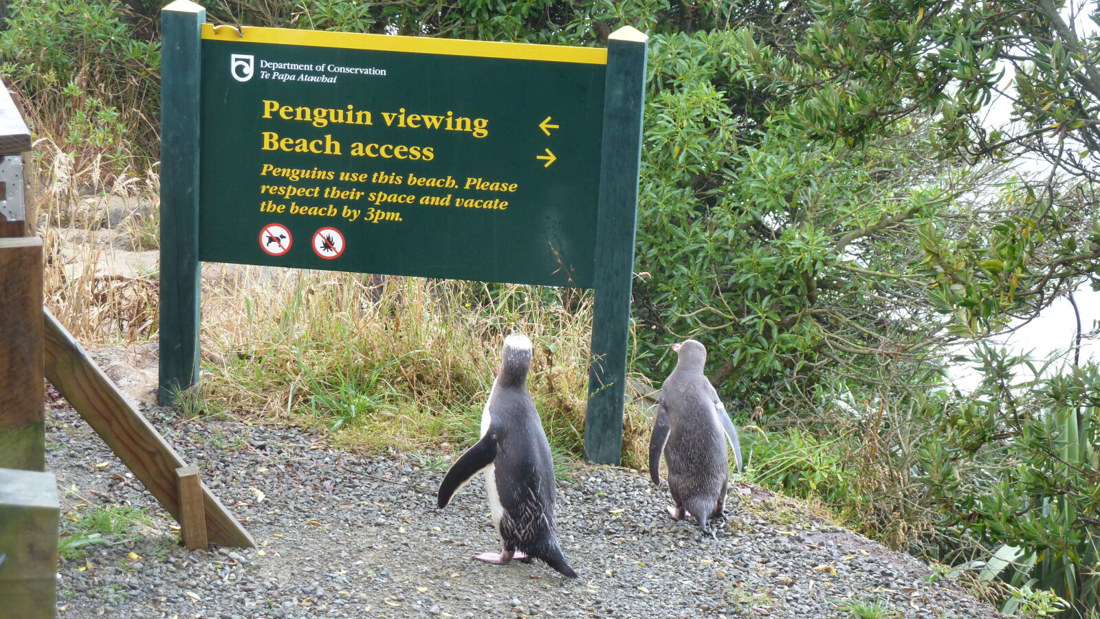Yellow Eyed Penguins, Oamaru.