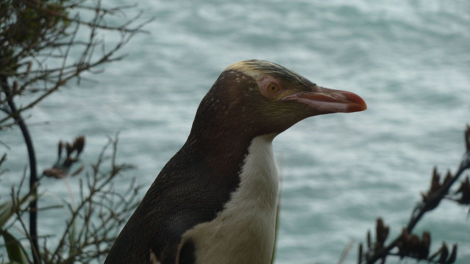 Yellow Eyed Penguins, Oamaru.