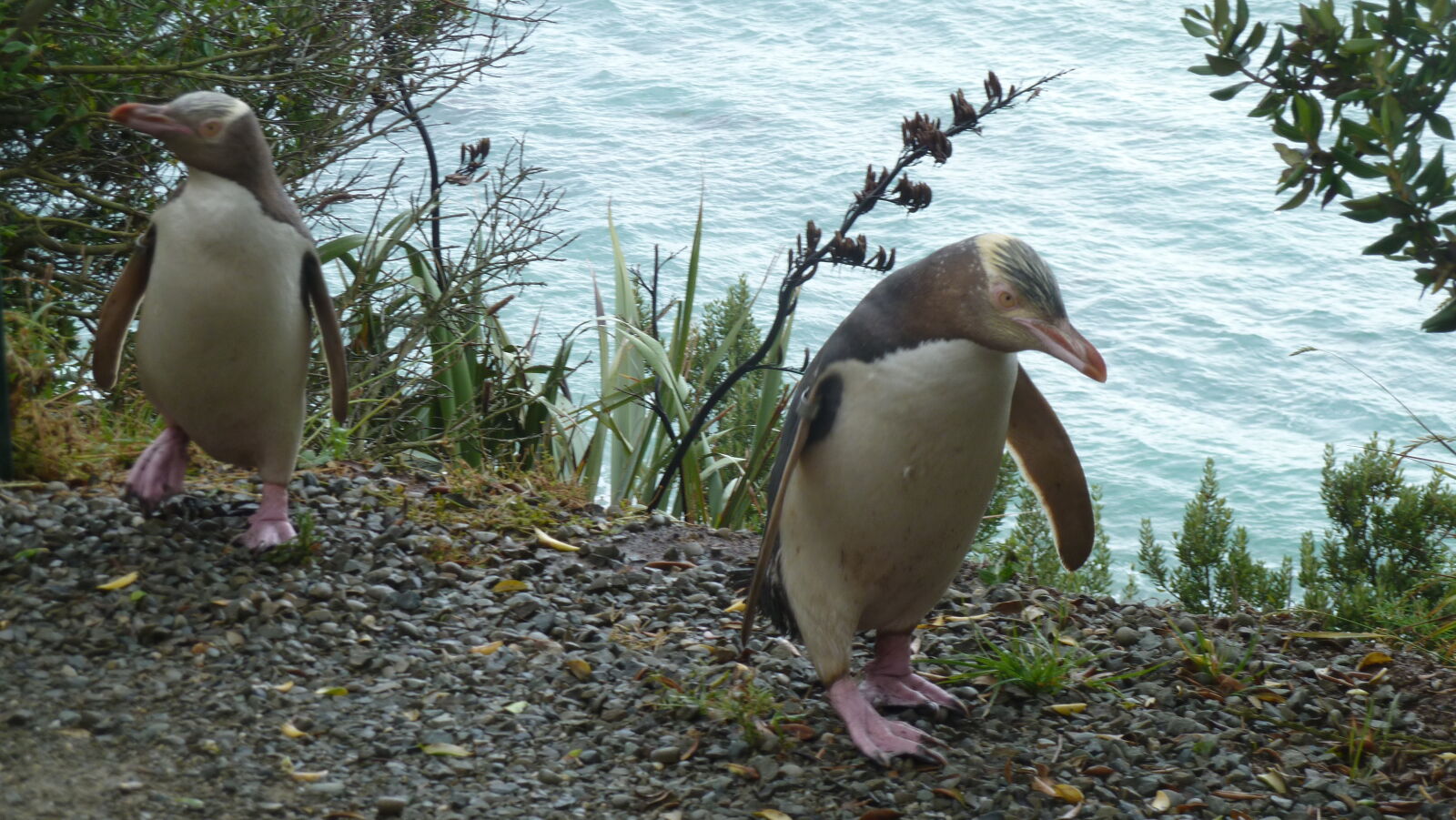 Yellow Eyed Penguins, Oamaru.