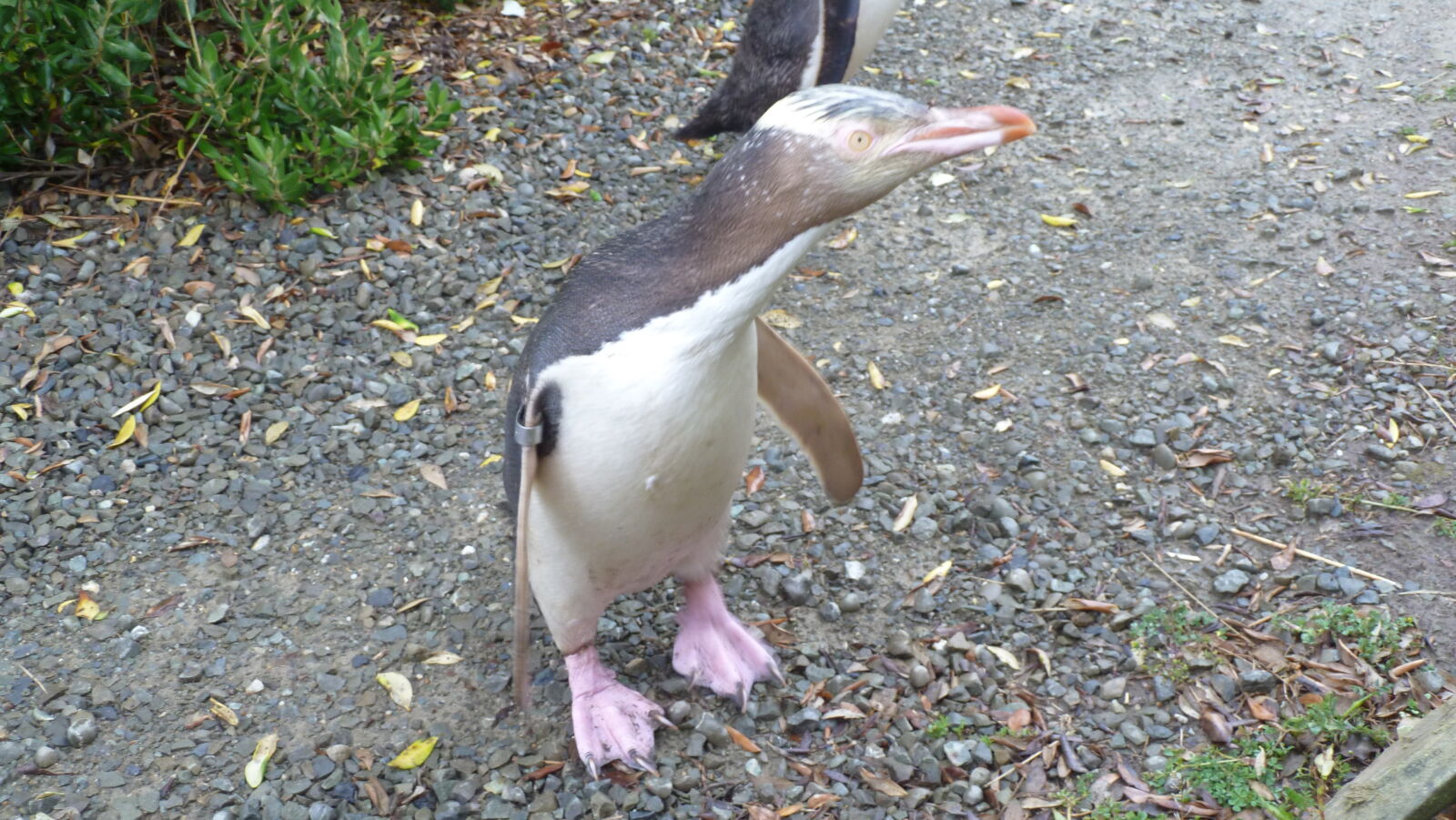 Yellow Eyed Penguins, Oamaru.
