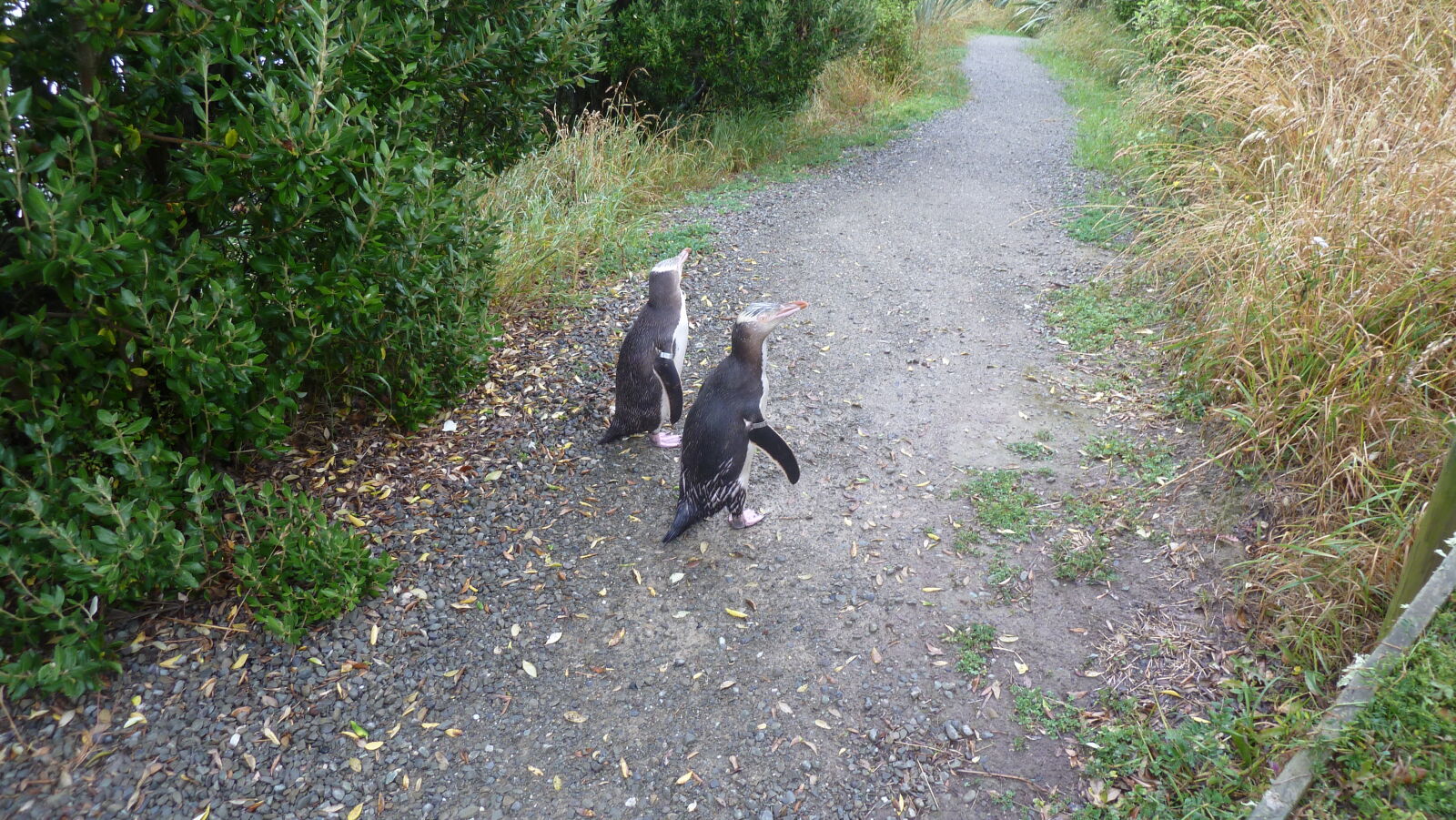 Yellow Eyed Penguins, Oamaru.