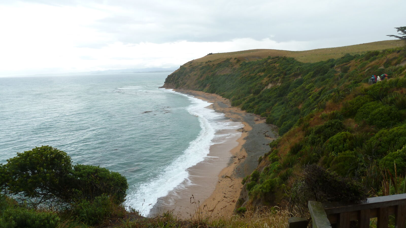 Yellow Eyed Penguins, Oamaru.
