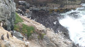 Royal Albatross Center, Otago Peninsula.