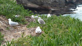 Royal Albatross Center, Otago Peninsula.