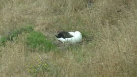 Royal Northern Albatross, Royal Albatross Center, Otago Peninsula.