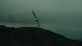 Royal Northern Albatross, Royal Albatross Center, Otago Peninsula.