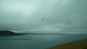Royal Northern Albatross, Royal Albatross Center, Otago Peninsula.